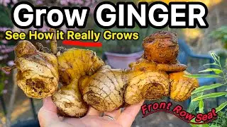 How to Grow Ginger in Container Gardening *See Harvest from Rhizome Root to Large Herb in Flower Pot