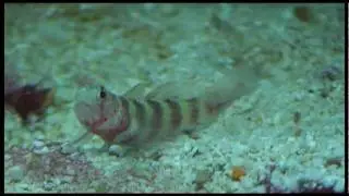 Amblyeleotris wheeleri 001.mp4