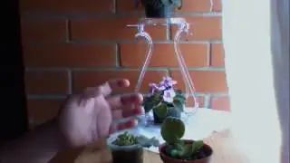 VAT - Injerto y Medio esqueje - Violetas Africanas.