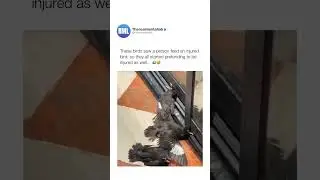 smartest birds ever 🐦