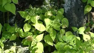 Circaea mollis