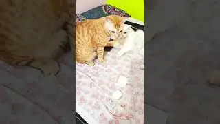 Sakal se aap gadhe lag rahe hain 😜😜#ytshort #viral #funnyclips #catlovers