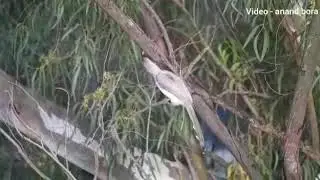 Indian grey hornbill with sound