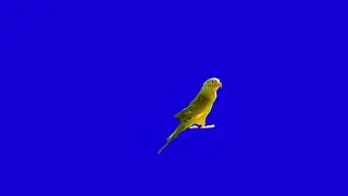 Green Screen  | The Parrot | Free Download | No Copyright | DLG Puppet Show | Stop Motion
