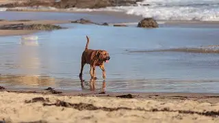 Managing Bloodhound Shedding: Tips for Keeping Your Home Clean and Your Dog Comfortable