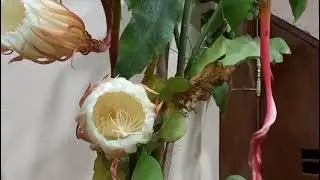 ബ്രഹ്മകമലം വിടരുന്ന കണ്ടിട്ടുണ്ടോ #Brahmakamala #lucky flower #shortvideo #rareflower#nisagandhi
