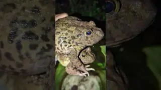 Big bullfrog is very heavy so funny | two big frogs funny | Frog in a funny bucket
