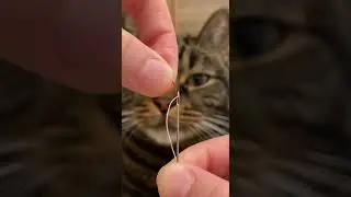 What an interest 👏 👌 Watch this hilarious cat fail #cat #kittycomedy #funny
