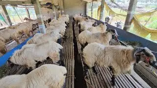 KIRAN SHEEP FARM