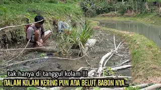 SAKING BANYAK BELUT NYA‼️SAMPAI DI KOLAM KERING ADA BELUT BABON NYA
