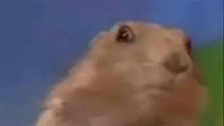 Dramatic Chipmunk