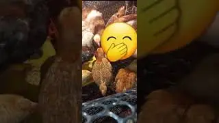 لو عاوزة تويدي وزن طيورك و يأكلوا اكتر 🤔شوفي الفيديو ده 👌👍 