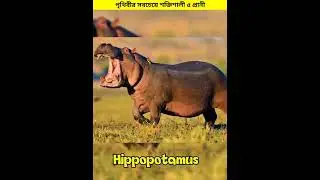 TODAY YOU KNOW ABOUT WHICH ANIMALS HAVE GREATEST BITE FORC. I WISH THIS VIDEO GET 5M VIEWS