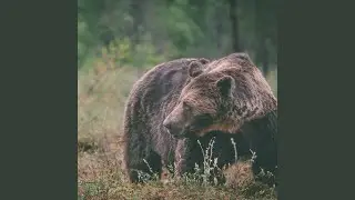 Wildlife (Retrospective)