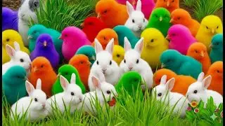 Kumpulan Hewan Lucu: Ayam Warna, Ayam Lucu, Bebek & Kelinci
