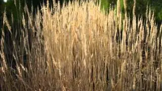 Lindo Ramo Verde Escuro_0001.wmv