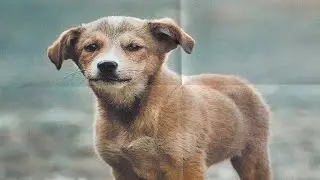 Kinderinfo Hunde