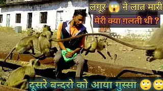 कर भला तो हों बुरा इंसान की सोच Monkeyo पर हावी | पहले खाना खाया फिर लात मार कर भागे Langoor