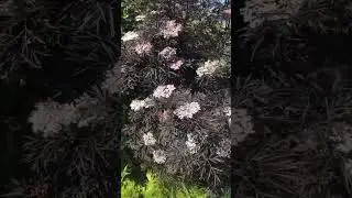 Sambucus nigra &ldquo;Black lace&rdquo;