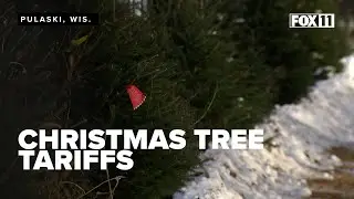 Christmas tree farm sees more business as tariffs hike prices for artificial trees