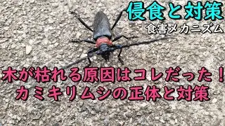 こいつマジで木を枯らすよ！（柑橘果樹全般、梅、柿、もも、すすもも、桜、みかんなどなど）