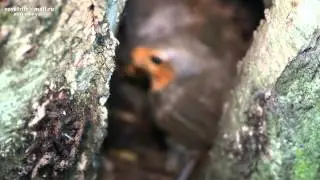 Erithacus Rubecula European Robin, Зарянка, малиновка, гнездо Moscow