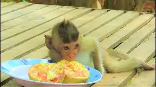 Million Pity Blind Baby Vigo Is Really Hungry And Try To Eat More Food Coz She Is So Skinner