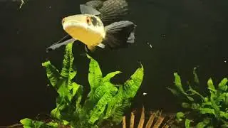 channa marulioides yellow sentarum toman bunga predator fish aquarium monster fish