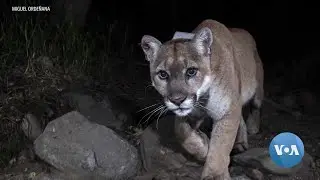 Wildlife Crossing Will Aid California&rsquo;s Mountain Lions, Other Species