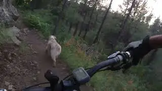 Mountain biking Prescott - Thumb Bute - with Brody dog