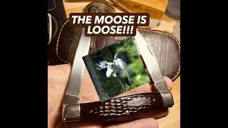 CASE 6275 MOOSE - VID 109 #case #edc #edcknife #knifecommunity #vintageknife #1975 #knifecollection