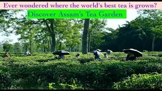 भारत की चाय राजधानी -असम  Assam Tea Garden Tour Assam is the leading tea-producing state in India