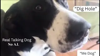 Talking Dog Debunks Scientists: Episode 1. 