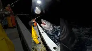 Nightmare at Sea Great White Shark Attacks Tuna Next to Fishing Boat 😱