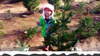 Christmas Tree 2015