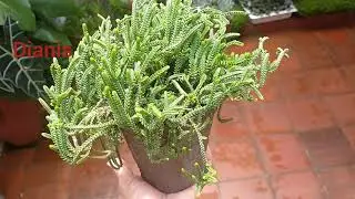Como cuidar la suculenta crassula muscosa o m&aacute;s conocida como cord&oacute;n de San Jos&eacute;