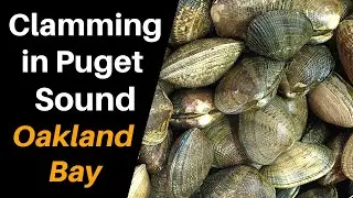 Puget Sound Clamming - Oakland Bay