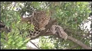 Animal KINGDOM @BraveWilderness @WildernessTVChannel @NatGeo  #adventure #nature #wildlife
