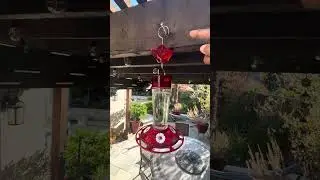 Keep ants away from hummingbird feeders with natural repellants