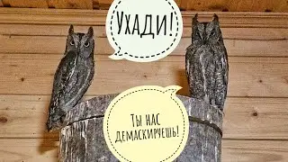 Сыч Лучик следит за совами сплюшками. Распаковка волшебной керамики от Христины Григорьевой