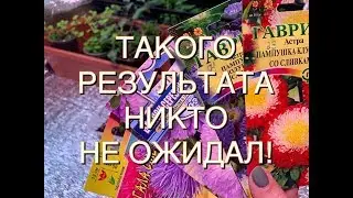 АСТРЫ! ТАКАГО РЕЗУЛЬТАТА НИКТО НЕ ОЖИДАЛ!