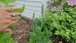 Best Foxglove Care
