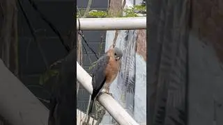 The combination of parrot and owl looks like a unique bird #birdtrend #bird #ytshorts #withranjita