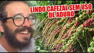 CAFEZAL SUPER PRODUTIVO SEM USO DE ADUBO
