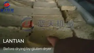 Gluten can dry by our gluten dryer, which have high efficiency and just reasonable
