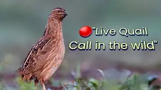 Wild Quail Eating & singing | original Natural Footage | batair quail female