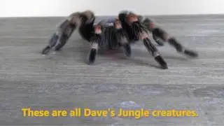 Dave's Jungle Kids Birthday Party Entertainers