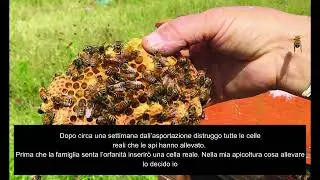LAVORI DEL MESE: AGOSTO-SETTEMBRE (A CURA DI ANDREA RAFFINETTI)