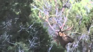 Rookie Elk Hunter No More!