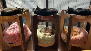猫と犬の昼寝